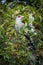 Portrait of Green-billed Malkoha(Phaenicopha eus tristis)