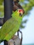 Portrait of green Brazilian parrot