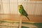 Portrait of a green budgie in a cage
