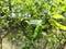 portrait of green cayenne pepper ready to harvest with blurred foliage background