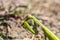 Portrait of green common mantis mantis religious eating prey