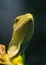 Portrait of green Fiji banded iguana Brachylophus fasciatus