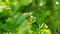 Portrait of Green Flies Perched On Grape Flowers Taken From A Close Range.