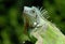 Portrait of green iguana