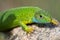 Portrait of a green lizard. The reptile lies on a stone, the claws of paw is photographed in close-up