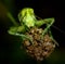 Portrait of a green locust