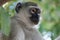 Portrait of a Green Monkey / Vervet Monkey  Chlorocebus   Chobe National Park, Botswana, Africa