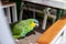 Portrait of a green parrot in a restaurant near beach