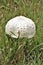 Portrait of a Green Spored Parasol Mushroom in Grass