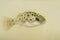 Portrait of Green Spotted Puffer Fish