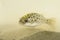 Portrait of Green Spotted Puffer Fish