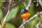 Portrait of Green-tailed Sunbird