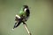 Portrait of Green Thorntail hummingbird, female ,Ecuador