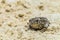 Portrait of a green toad Bufotes viridis sitting in the sand