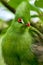 Portrait of Green Turaco