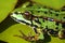 Portrait of a green wild frog