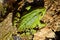 Portrait of a green wild frog