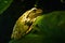 Portrait of a green wild frog