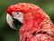 Portrait green-winged macaw