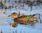 Portrait of Green-winged Teal