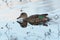 Portrait of Green-winged Teal