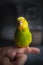 Portrait of a green and yellow budgerigar parakeet sitting on a finger lit by window light