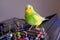 Portrait of a green and yellow parakeet buderigar