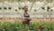 Portrait of the greenhouse gardener looking at the camera. Male florist crossing his arms standing on the greenhouse