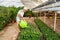 Portrait of a greenhouse worker watering flowers and pants.