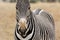 Portrait of a Grevy`s zebra