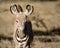 Portrait of a Grevy`s zebra foal