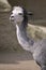 Portrait grey alpaca