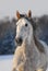 Portrait grey andalusian horse