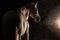 Portrait of grey andalusian horse  on black background