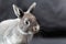 Portrait of a grey colored dwarf rabbit