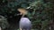 Portrait of Grey Crowned Crane Balearica regulorum