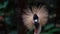 Portrait of Grey Crowned Crane Balearica regulorum