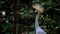 Portrait of Grey Crowned Crane Balearica regulorum