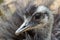 Portrait of grey greater rhea, close up photo