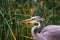 Portrait Of Grey Heron