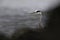 Portrait of a grey heron in the harbor.