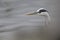 Portrait of a grey heron in the harbor.