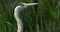 Portrait of grey heron in the reeds, Camargue, France.