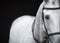 Portrait of grey horse on black background.