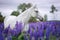 Portrait of a grey horse among lupine flowers.