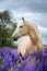 Portrait of a grey horse among lupine flowers.