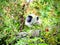 Portrait of a grey langur sleeping in a bush