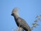 Portrait of a grey lorry bird against the sky in the Etosha National park in Namibia, Africa