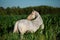 Portrait of grey mare in corn field