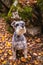 Portrait of a grey miniature schnauzer in a birch grove